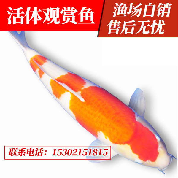 請(qǐng)問這個(gè)銀龍是什么情況前二天蒙眼我就換水升溫加鹽今天蒙眼好多了但是發(fā)現(xiàn)眼睛凹陷了