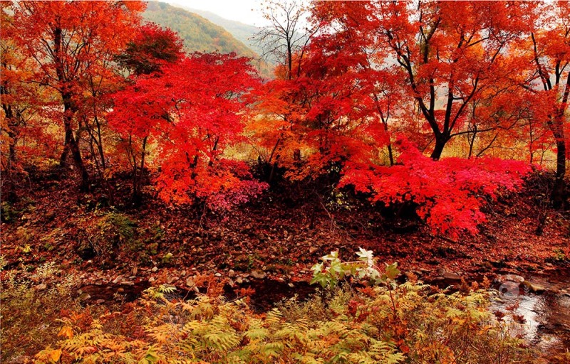 江山如画52